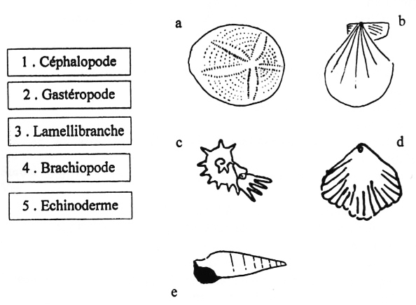 coquillages_fossiles