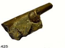 nautilo�de_220_mm__ammono�de_40_mm