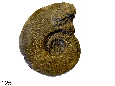 Harpoceras