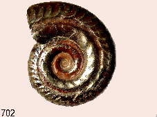 Hildoceras