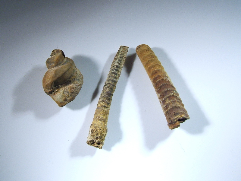 gast�ropode_ammonites