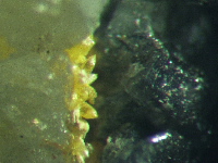 pyromorphite