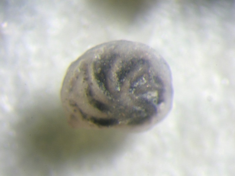 lanticulina