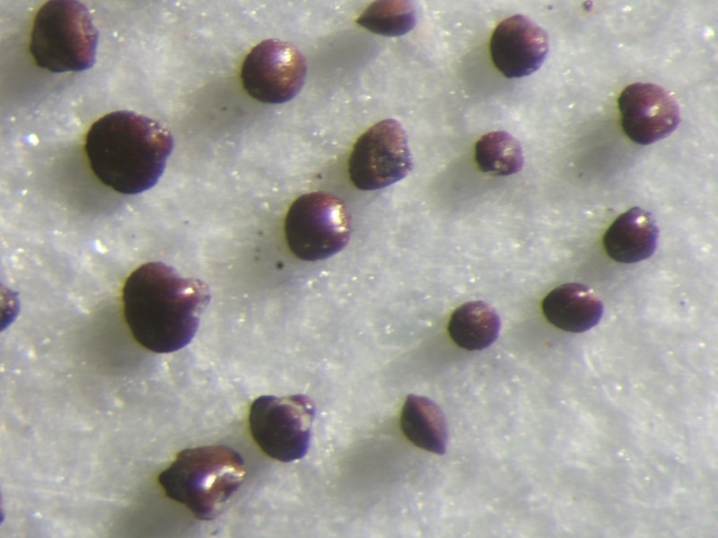 bivalves