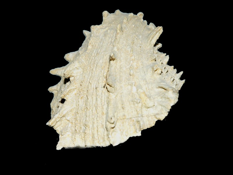 cardium