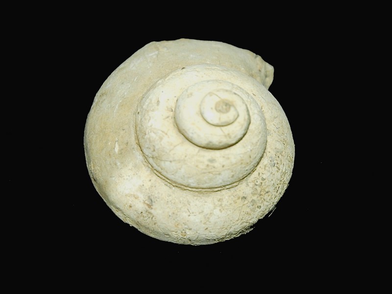 gastropodes