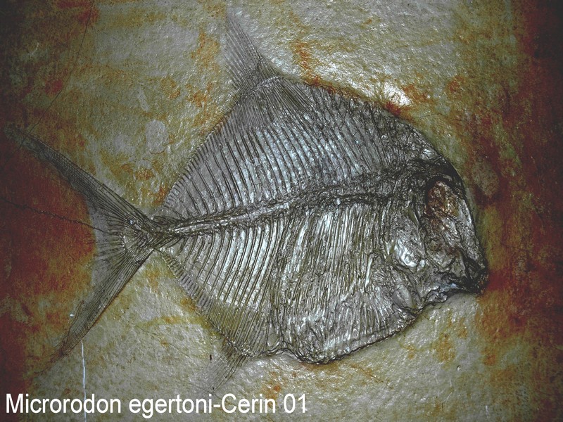 microrodon