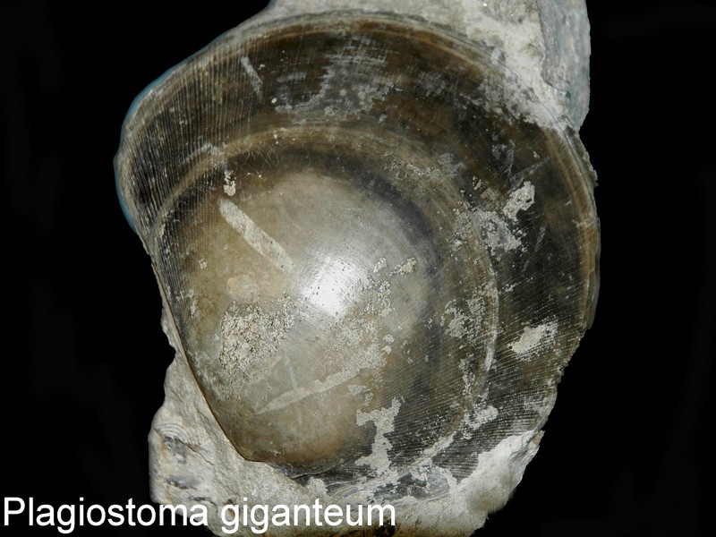 plagiostoma