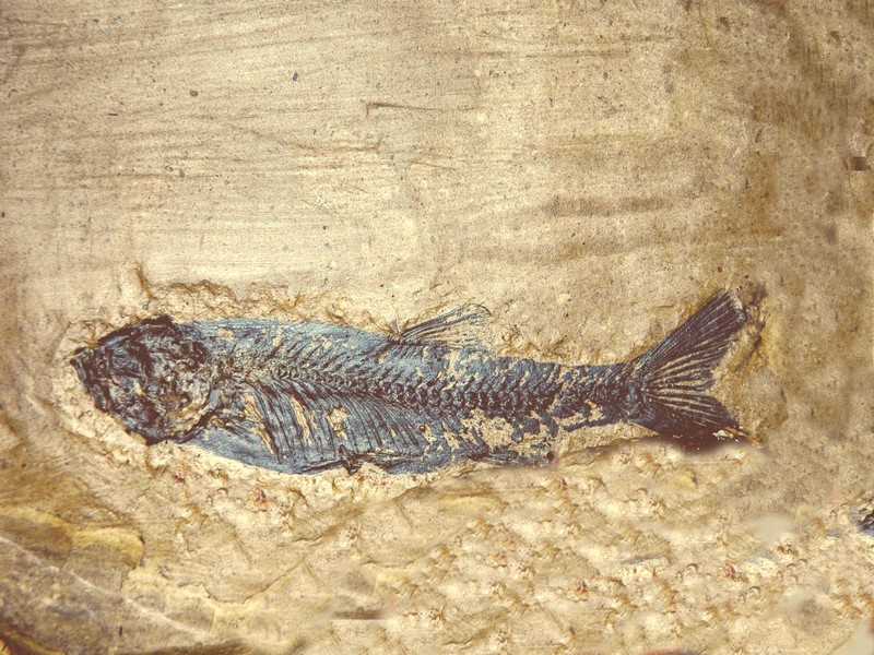 poisson