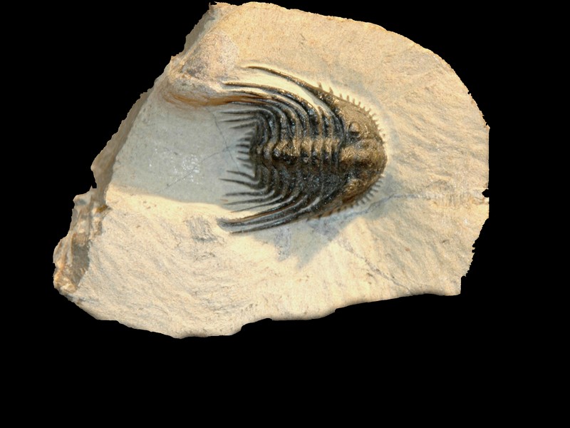 arthropodes