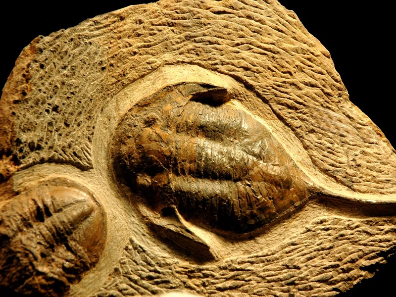arthropodes