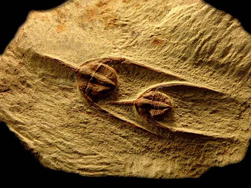 arthropodes