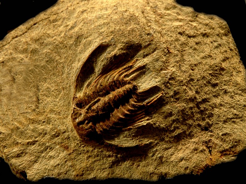 arthropodes