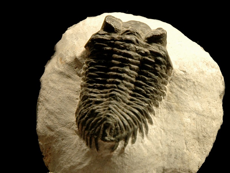 arthropodes