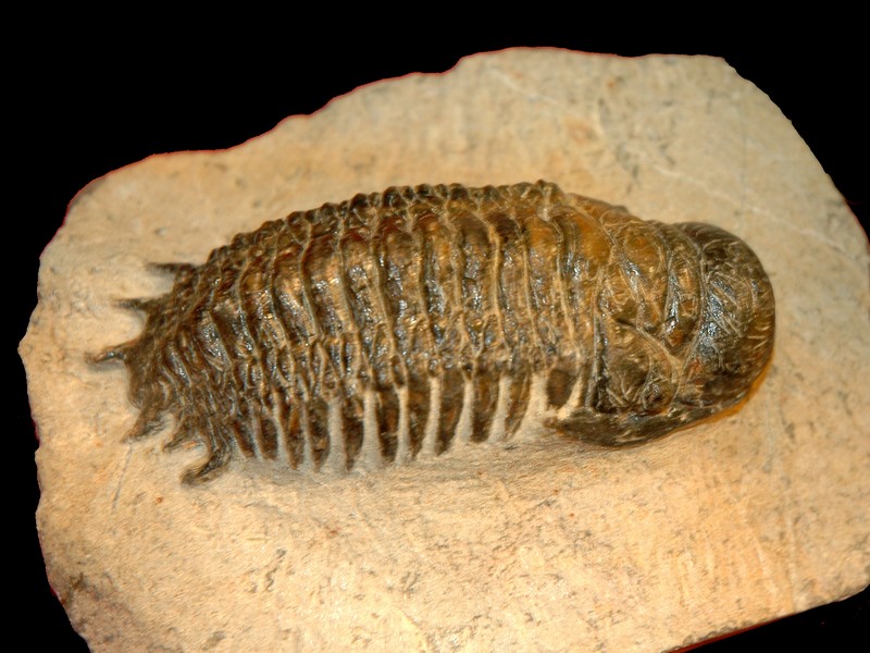 arthropodes