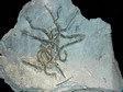 annelidae