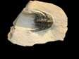 arthropode