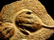 arthropode