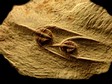 arthropode
