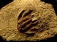 arthropode