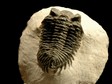 arthropode