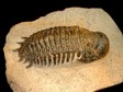 arthropode