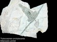 thylacocephala