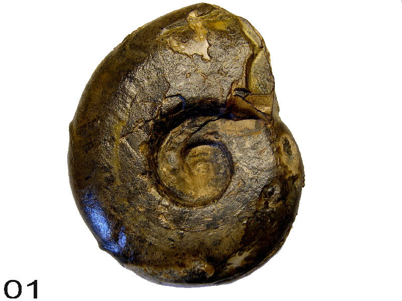 Sowerbyceras