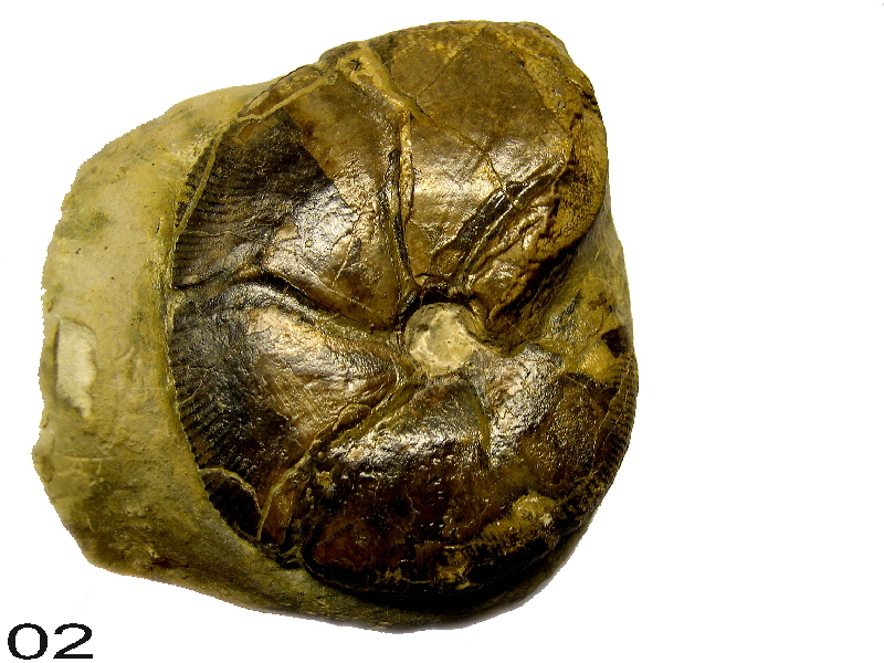 Holcophyloceras