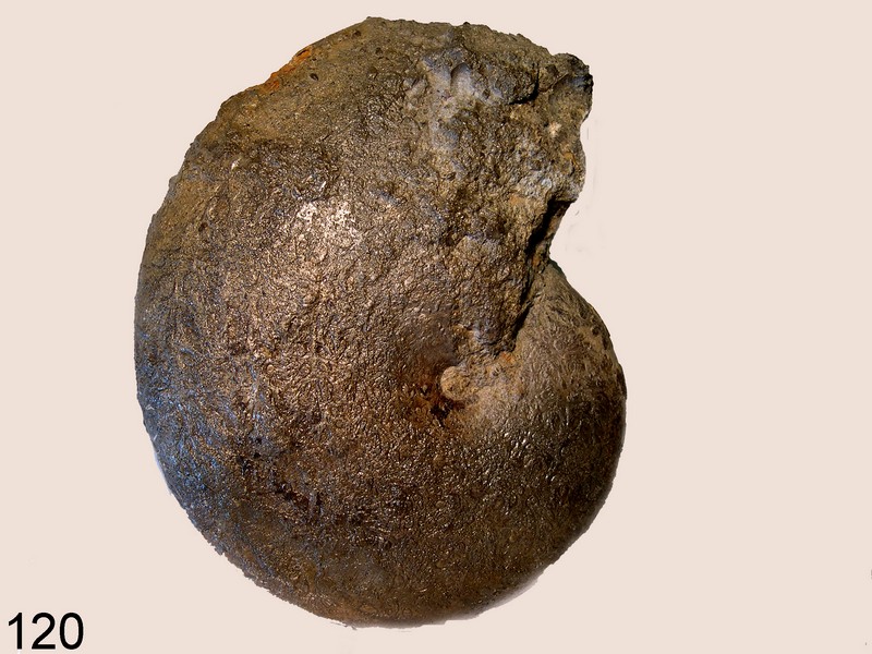 Phylloceras