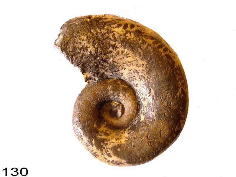Lytoceras