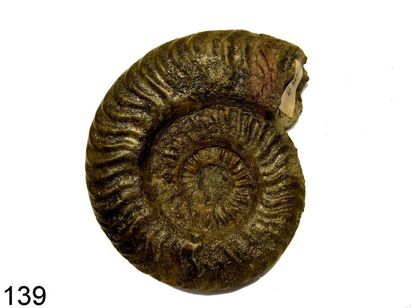 Grammoceras