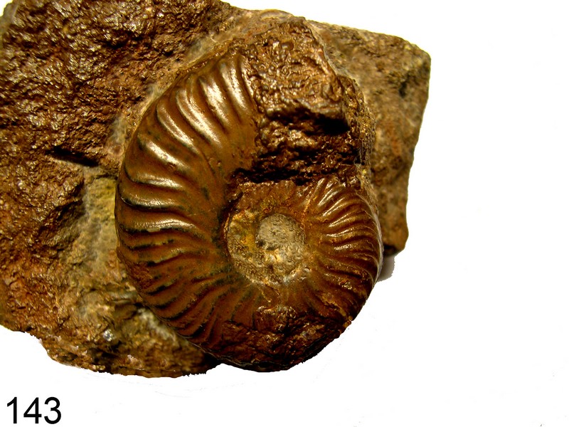 Pleydellia