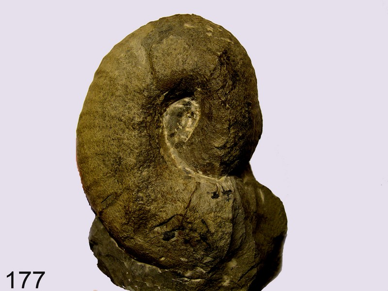 Morrisiceras