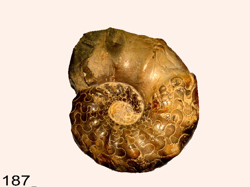 Ceratites
