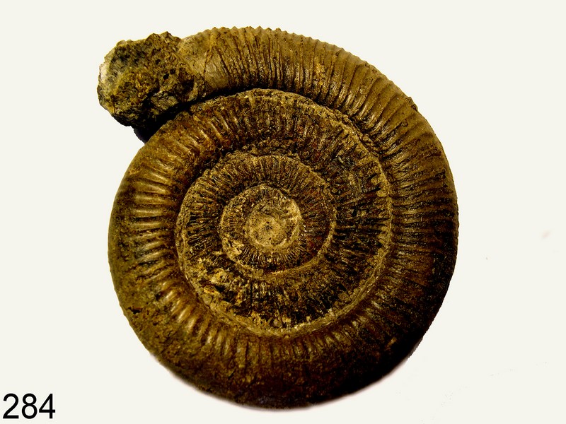 Dactylioceras