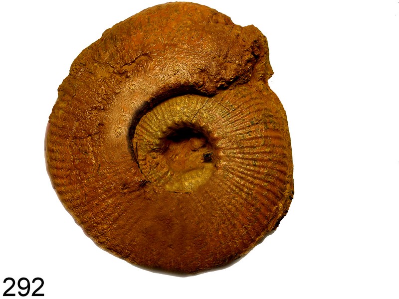 Hammatoceras