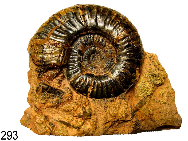 Grammoceras