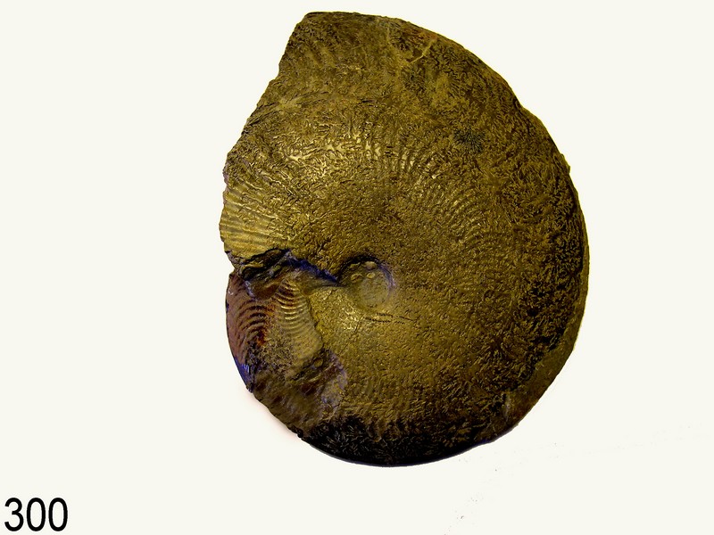 Harpoceras
