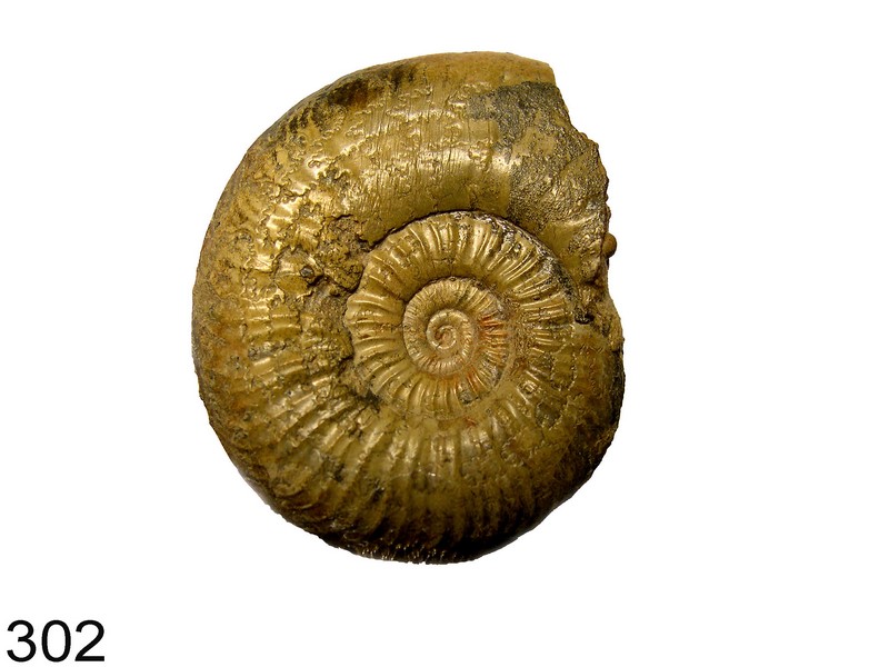 Dumortieria