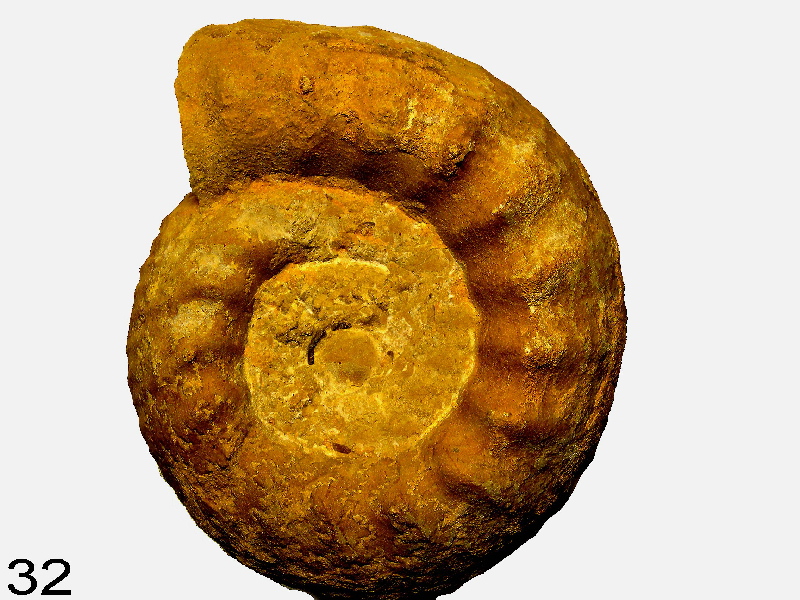 Gravesia