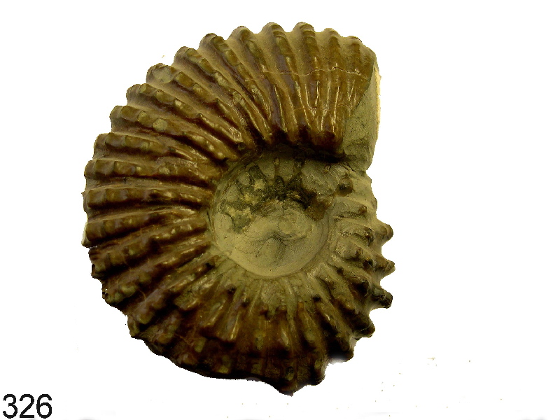Douvilleiceras