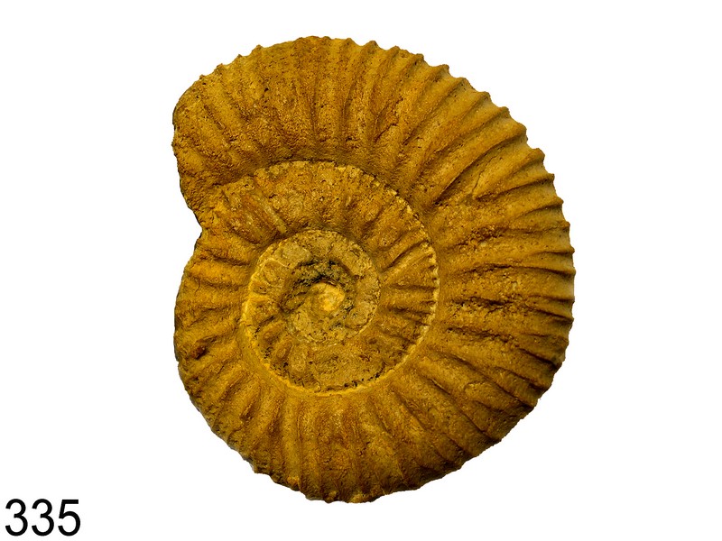 Garantiana