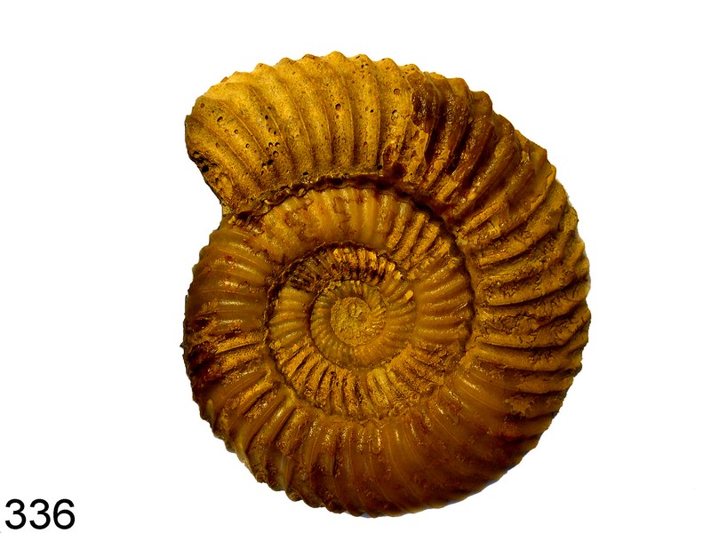 Parkinsonia