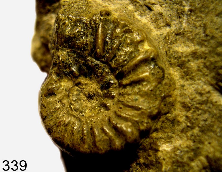 Arietites