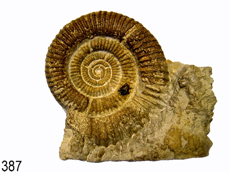 Nebrodites