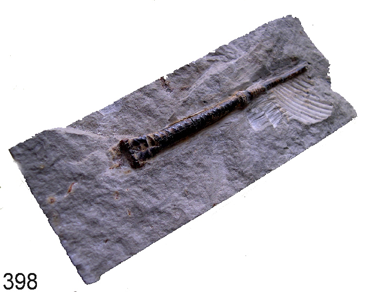 Bochiantites