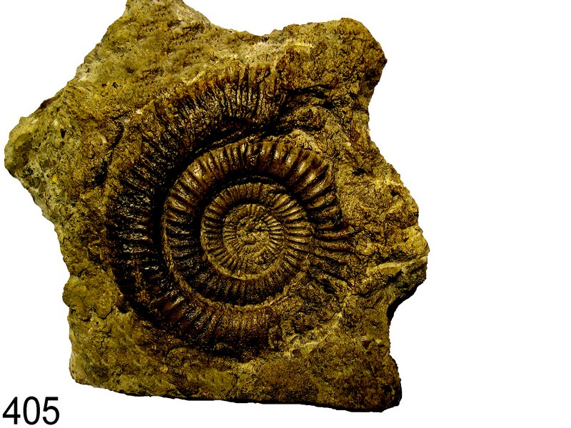 Dactylioceras
