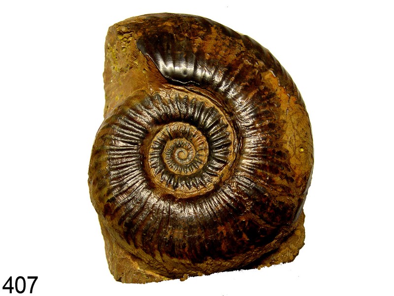 Leioceras