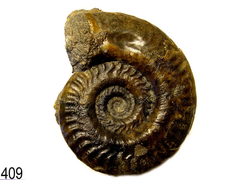 Hildoceras